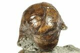 Fossil Nautilus (Eutrephoceras) - South Dakota #270092-3